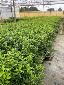 Prunus lusitanica 'Angustifolia' 60-80 cm cont. 3,0L - afbeelding 1