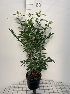 Prunus lusitanica 'Angustifolia' 60-80 cm cont. 3,0L - afbeelding 2