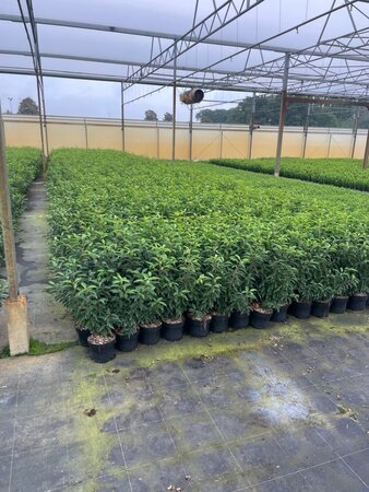 Prunus lusitanica 'Angustifolia' 60-80 cm cont. 3,0L - afbeelding 3