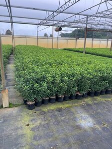 Prunus lusitanica 'Angustifolia' 60-80 cm cont. 3,0L - afbeelding 3