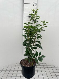 Prunus lusitanica 'Angustifolia' 60-80 cm cont. 3,0L