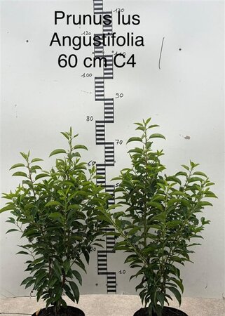 Prunus lusitanica 'Angustifolia' 60-80 cm cont. 4,0L