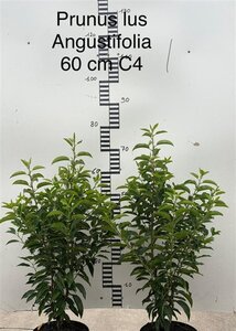 Prunus lusitanica 'Angustifolia' 60-80 cm cont. 4,0L