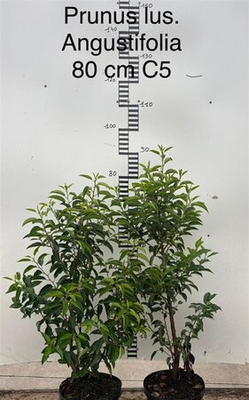 Prunus lusitanica 'Angustifolia' 60-80 cm cont. 5,0L - afbeelding 1