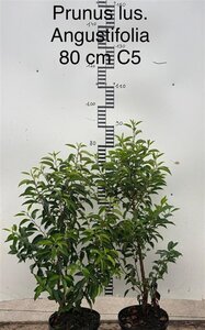 Prunus lusitanica 'Angustifolia' 60-80 cm cont. 5,0L