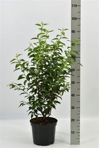 Prunus lusitanica 'Angustifolia' 60-80 cm cont. 5,0L - afbeelding 3