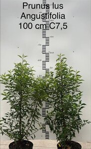 Prunus lusitanica 'Angustifolia' 80-100 cm cont. 7,5L