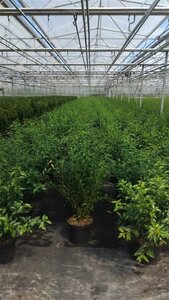 Prunus lusitanica 'Angustifolia' 80-100 cm cont. 7,5L - afbeelding 2