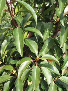 Prunus lusitanica 'Angustifolia' 80-100 cm cont. 9L
