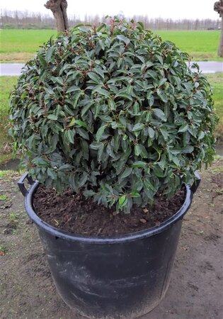 Prunus lusitanica 'Angustifolia' 80 cm container bol - afbeelding 2