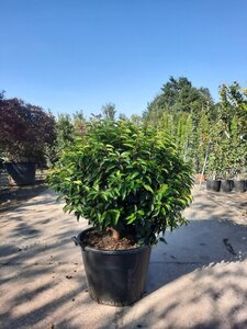Prunus lusitanica 'Angustifolia' 80 cm container bol - afbeelding 3