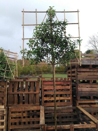 Prunus lusitanica 'Angustifolia' 8-10 Hoogstam cont. 30L SCHERM,br150xh120 180 cm stam - afbeelding 1
