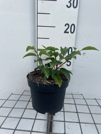 Prunus lusitanica 'Angustifolia' geen maat specificatie cont. 2,0L - afbeelding 1