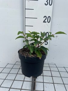 Prunus lusitanica 'Angustifolia' geen maat specificatie cont. 2,0L - afbeelding 1