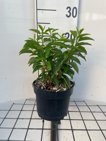Prunus lusitanica 'Angustifolia' geen maat specificatie cont. 2,0L - afbeelding 2