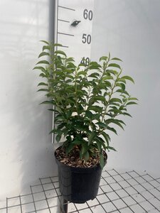 Prunus lusitanica 'Angustifolia' geen maat specificatie cont. 5,0L