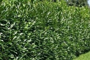 Prunus l. Genolia 40-50 cm cont. 4,0L