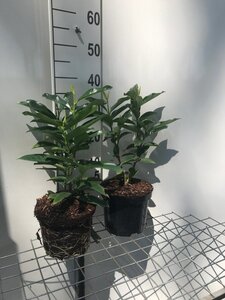Prunus l. Genolia geen maat specificatie cont. 3,0L