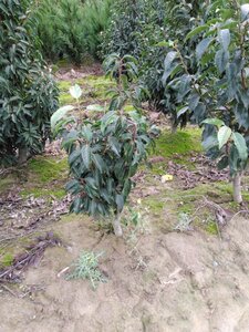 Prunus lusitanica 60-80 cm met kluit