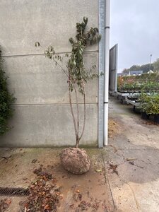 Prunus yedoensis 200-250 cm draadkluit meerstammig