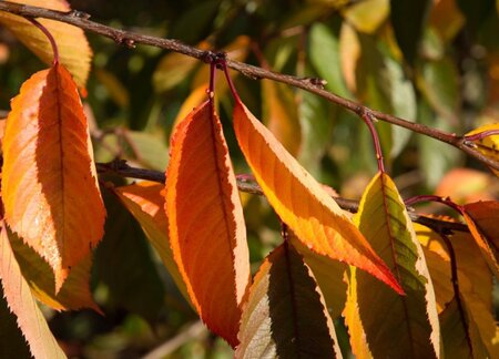 Prunus yedoensis 60-80 cm wortelgoed struik - afbeelding 12