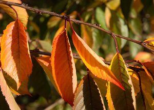 Prunus yedoensis 60-80 cm wortelgoed struik - afbeelding 12