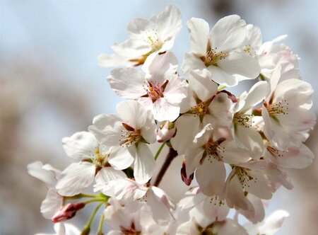 Prunus yedoensis 60-80 cm wortelgoed struik - afbeelding 7