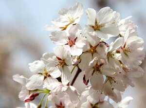 Prunus yedoensis 60-80 cm wortelgoed struik - afbeelding 7