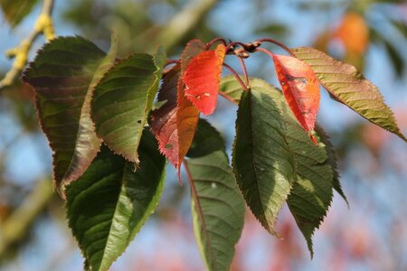 Prunus yedoensis 60-80 cm wortelgoed struik - afbeelding 5