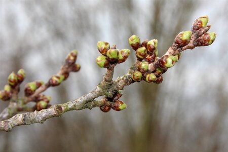 Prunus yedoensis 60-80 cm wortelgoed struik - afbeelding 13