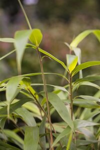 Pseudosasa japonica 200-250 cm container