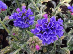 Pulmonaria long. 'E.B. Anderson' geen maat specificatie 0,55L/P9cm - afbeelding 2