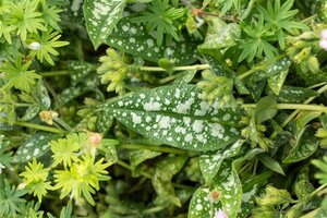 Pulmonaria officinalis geen maat specificatie 0,55L/P9cm
