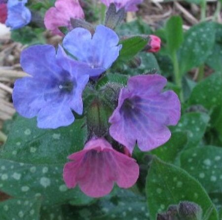 Pulmonaria officinalis geen maat specificatie 0,55L/P9cm - afbeelding 5