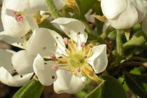 Pyrus c. 'Beurré Alexandre Lucas' laagstam BAG leiboom