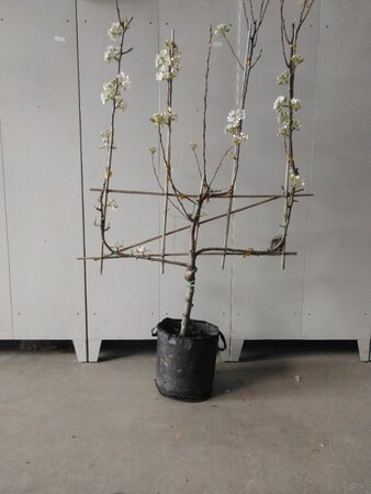 Pyrus c. 'Bon Chrétien Williams' (middel) BAG dubbele u vorm - afbeelding 1