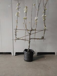 Pyrus c. 'Bon Chrétien Williams' (middel) BAG dubbele u vorm