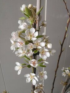Pyrus c. 'Bon Chrétien Williams' (middel) BAG dubbele u vorm - afbeelding 2
