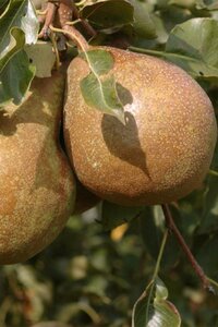 Pyrus c. 'Bruine Kriekpeer' dubbele U met rek wortelgoed