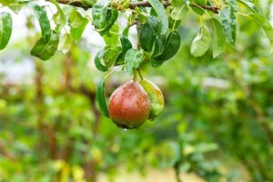 Pyrus c. 'Bonne Louise d'Avranches' 6-8 Hoogstam wortelgoed