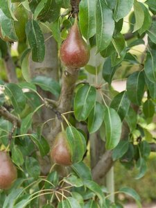 Pyrus c. 'Bonne Louise d'Avranches' BAG dubbele u vorm