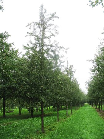 Pyrus c. 'Bonne Louise d'Avranches' BAG dubbele u vorm - afbeelding 2