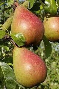 Pyrus c. 'Bonne Louise d'Avranches' BAG dubbele u vorm - afbeelding 5