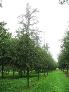 Pyrus c. 'Bonne Louise d'Avranches' dubbele U met rek wortelgoed - afbeelding 2
