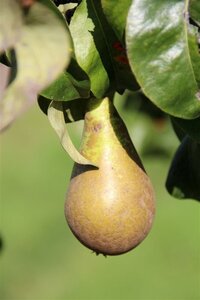 Pyrus c. 'Conference' (middel) 8-10 Hoogstam draadkluit