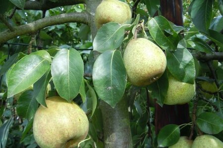 Pyrus c. Dubbele Philip 10-12 Hoogstam wortelgoed
