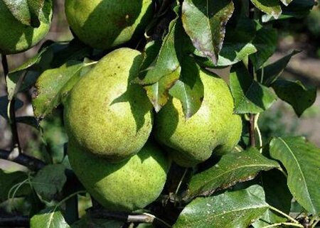Pyrus c. 'Jeanne d'Arc' 6-8 Halfstam wortelgoed
