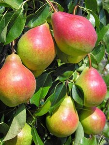 Pyrus c. 'Petersbirne' 6-8 Hoogstam wortelgoed