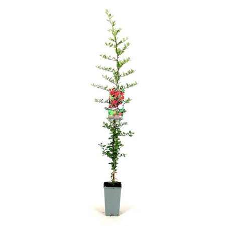Pyracantha cocc. 'Red Column' 80-100 cm cont. 2,0L - afbeelding 3