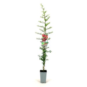 Pyracantha cocc. 'Red Column' 80-100 cm cont. 2,0L - afbeelding 3